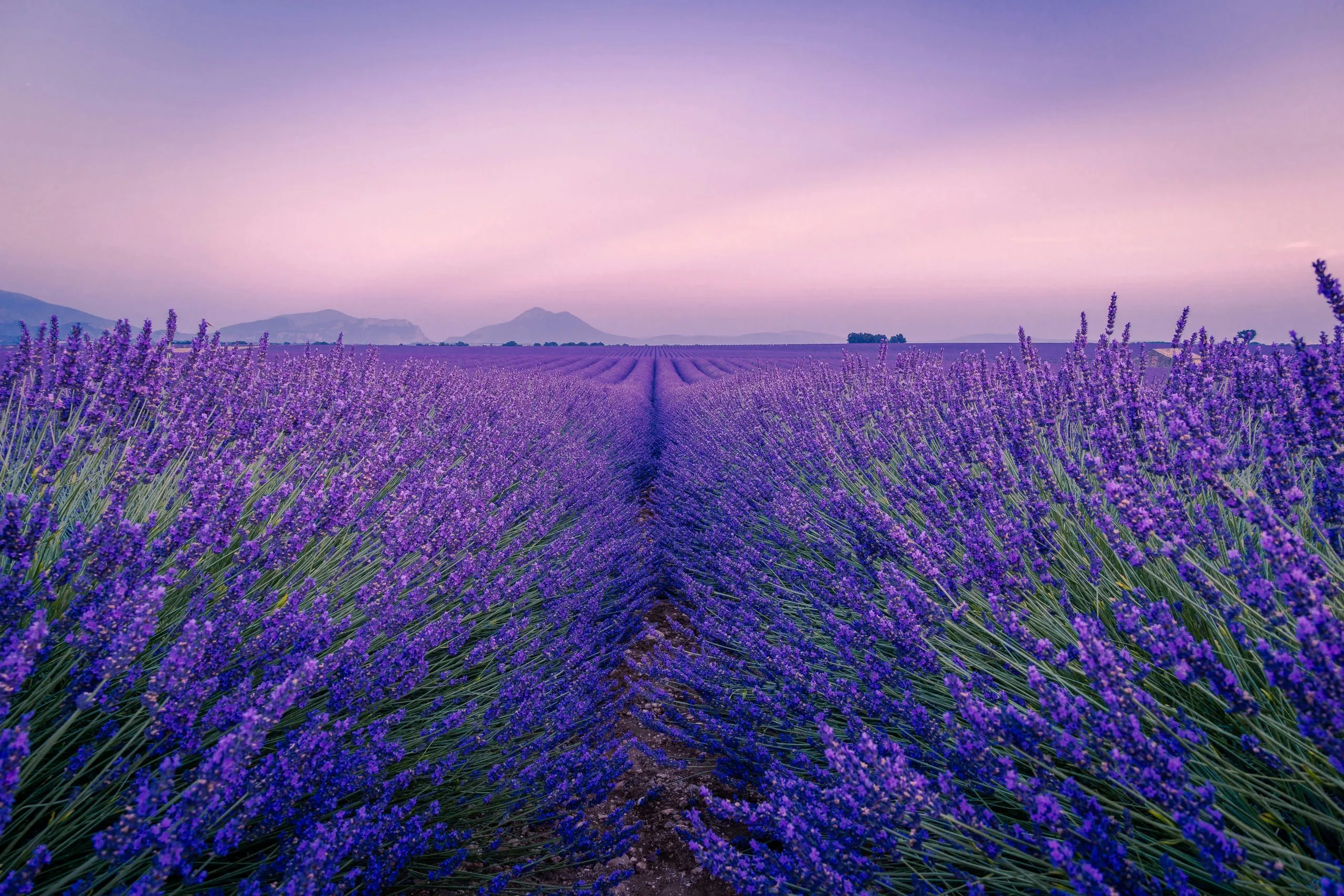 Champ de lavande violette en fleurs s'étendant à perte de vue sous un ciel crépusculaire.