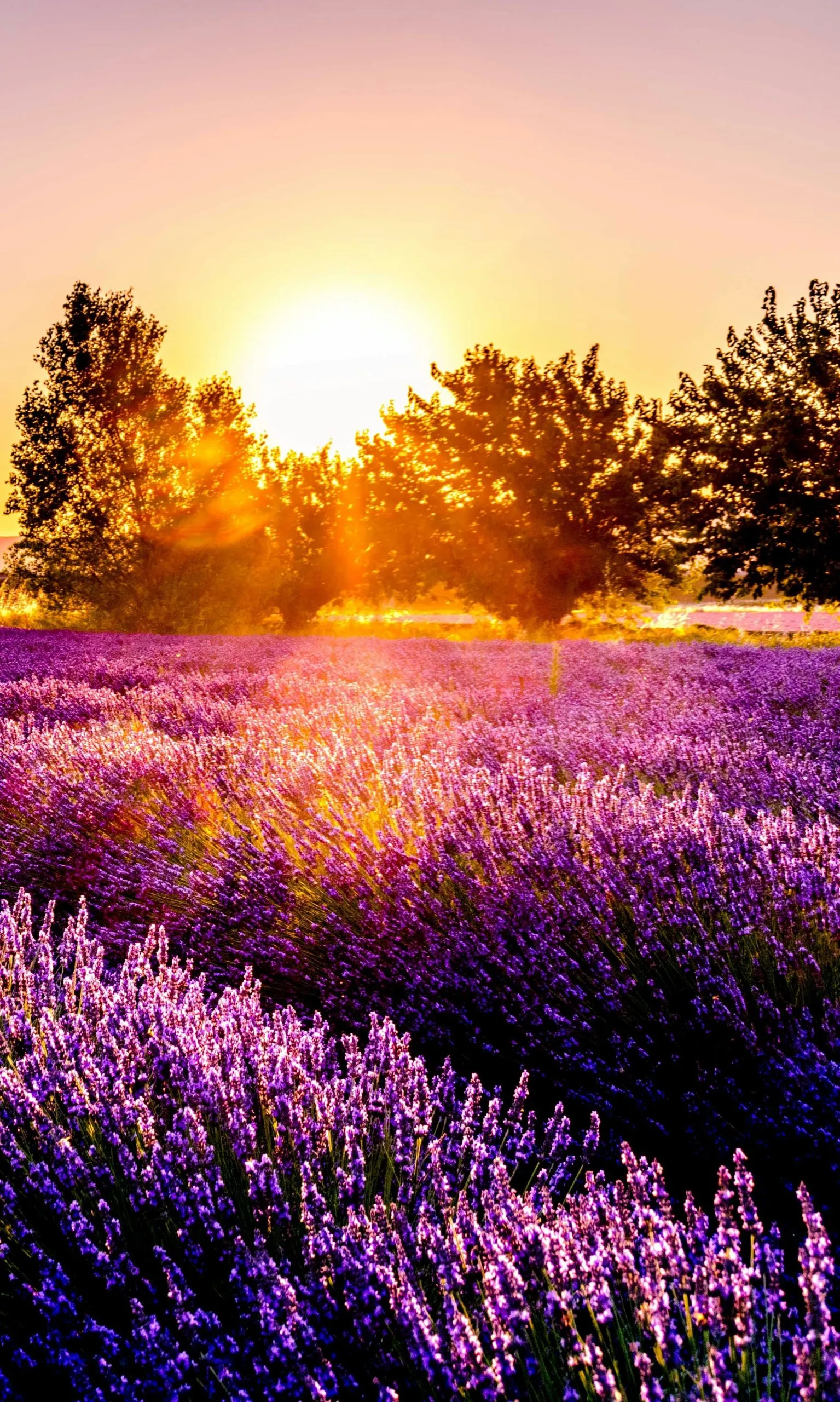 Soleil couchant éclairant un champ de lavande florissant et des arbres en arrière-plan.